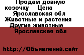Продам дойную козочку. › Цена ­ 60 000 - Ярославская обл. Животные и растения » Другие животные   . Ярославская обл.